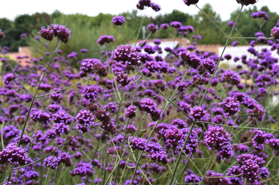 Verbena bonariensis